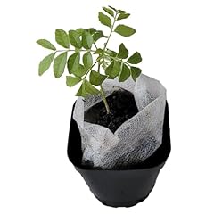 Curry leaf plant. for sale  Delivered anywhere in USA 