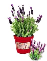 Piantine orto lavanda usato  Spedito ovunque in Italia 