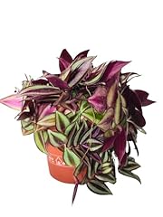 Tradescantia zebrina pianta usato  Spedito ovunque in Italia 