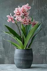Orchid potted plant for sale  Delivered anywhere in USA 