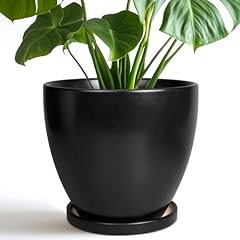 Epfamily inch plant for sale  Delivered anywhere in USA 