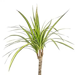 Dracaena marginata sunray for sale  Delivered anywhere in USA 