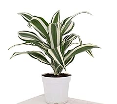 Houseplant homestead dracaena for sale  Delivered anywhere in USA 