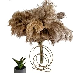 Koksi pampas grass for sale  Delivered anywhere in UK