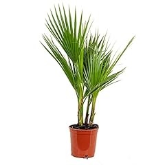 Washingtonia robusta palmier d'occasion  Livré partout en France