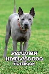 Peruvian hairless dog for sale  Delivered anywhere in UK
