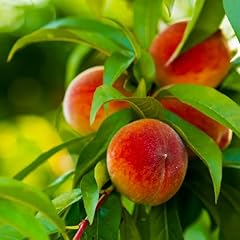 Brighter blooms elberta for sale  Delivered anywhere in USA 