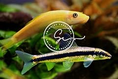 Swimming creatures otocinclus for sale  Delivered anywhere in USA 