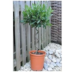 Spiral stem bay for sale  Delivered anywhere in UK