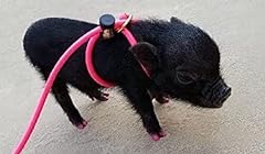 Foot mini pig for sale  Delivered anywhere in USA 