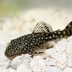 Bristlenose pleco 1inch for sale  Delivered anywhere in USA 
