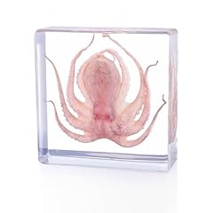 Taxidermy octopus real for sale  Delivered anywhere in USA 