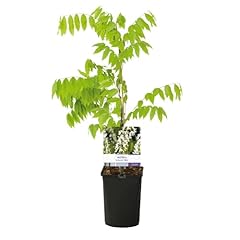 Greenboutiq blauregen pflanze gebraucht kaufen  Wird an jeden Ort in Deutschland