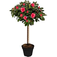 Azalea japonica tree for sale  Delivered anywhere in UK