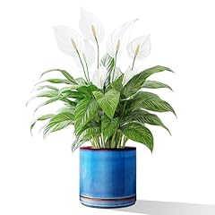 Litudiso inch ceramic for sale  Delivered anywhere in USA 