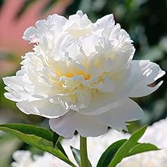 Peony pure white for sale  Delivered anywhere in UK