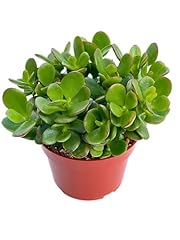 Jade plant crassula for sale  Delivered anywhere in USA 