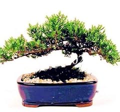 Usato, Bloom Green Co. 50 pc Arcobaleno Ginepro bonsai da interno Albero giardino Fiori in vaso dell'ufficio della mini Bonsai sempreverde Seedsplant purificare l'aria Assorbire Harmfu: d usato  Spedito ovunque in Italia 