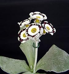 Primula auricula seedling for sale  Delivered anywhere in UK