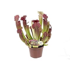 Sarracenia leucophylla house for sale  Delivered anywhere in UK