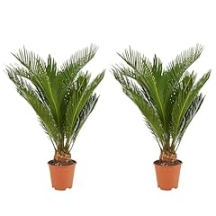 Bloomique lot cycas d'occasion  Livré partout en France