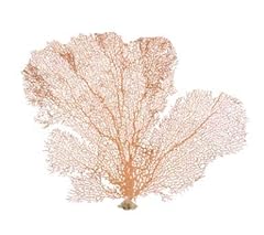Orange coral sea for sale  Delivered anywhere in USA 