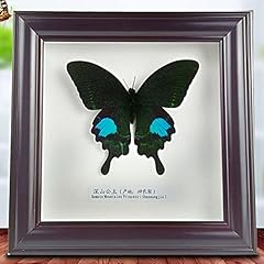 Guoyoocc taxidermy butterflies for sale  Delivered anywhere in UK
