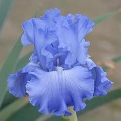 Bulbi iris perenni usato  Spedito ovunque in Italia 