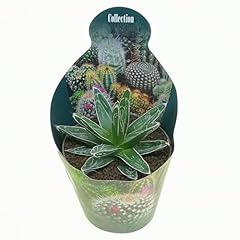 Pianta agave victoriae usato  Spedito ovunque in Italia 