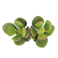 Crassula ovata obliqua for sale  Delivered anywhere in USA 