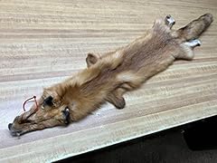 Tanned red fox for sale  Delivered anywhere in USA 