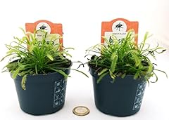 Drosera capensis piante usato  Spedito ovunque in Italia 