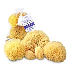 Natural sea sponges for sale  Delivered anywhere in UK