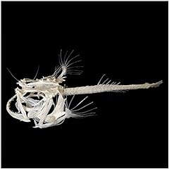 Yotat fish skeleton for sale  Delivered anywhere in UK