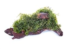 Lincolnshire pond plants for sale  Delivered anywhere in UK