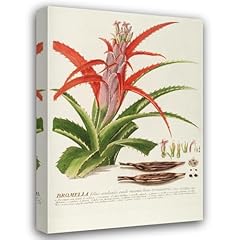 Georg dionysius ehret for sale  Delivered anywhere in USA 