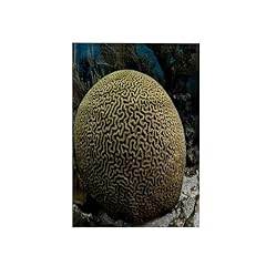 3drose brain coral for sale  Delivered anywhere in USA 