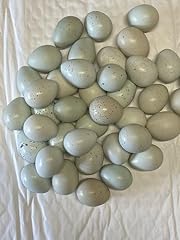 Celadon blue coturnix for sale  Delivered anywhere in USA 