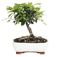 Kentis bonsai leccio usato  Spedito ovunque in Italia 