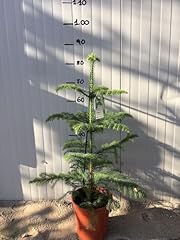 Araucaria heterophylla vaso usato  Spedito ovunque in Italia 
