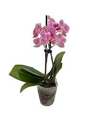 Surprise moth orchid for sale  Delivered anywhere in USA 