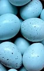Celadon blue coturnix for sale  Delivered anywhere in USA 