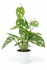 Monstera adansonii live for sale  Delivered anywhere in USA 