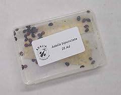 Live adult ladybirds for sale  Delivered anywhere in Ireland