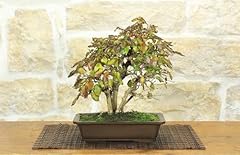 Bonsai carpino coreano usato  Spedito ovunque in Italia 