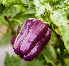 Paprika exotische schönheit gebraucht kaufen  Wird an jeden Ort in Deutschland