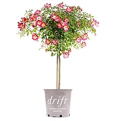 Perfect plants perfect for sale  Delivered anywhere in USA 