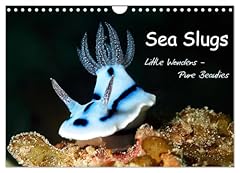Sea slugs little for sale  Delivered anywhere in UK