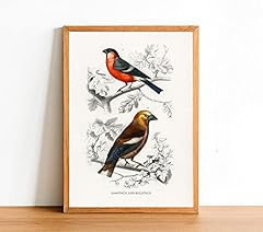 Vintage bird poster for sale  Delivered anywhere in UK