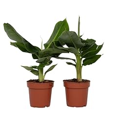 Plant box musa d'occasion  Livré partout en Belgiqu
